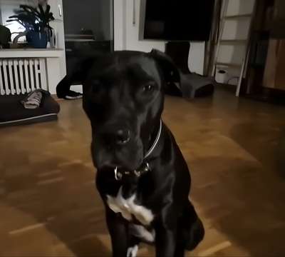 DOGA VOM HAUSE BALKAN