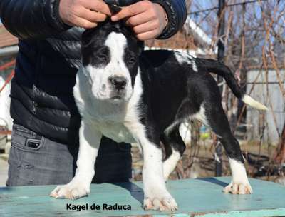 KAGEL DE RADUCA