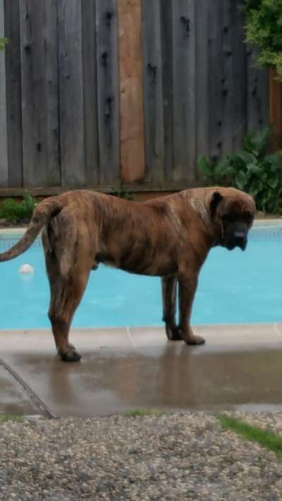 RAJAH DE MACHO GRANDE