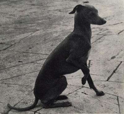 Gioia Di Peltrengo Of Robwood