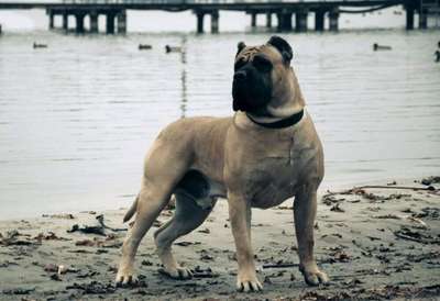 CUBANO CABALLERO CANARIO