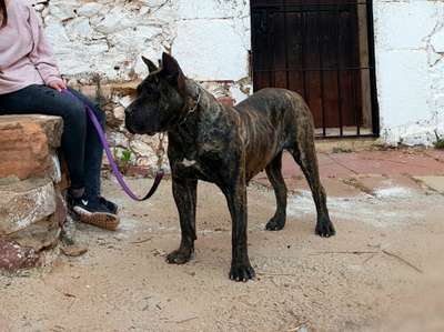 CAREY DE DOG REAL