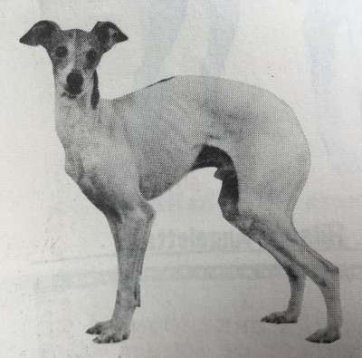 Don Valentino Of Jachelann