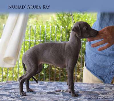 Nubiad’ Aruba Bay