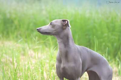 Adelchi Matilde