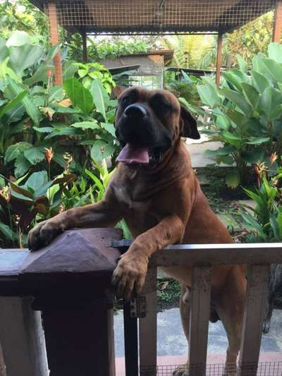 I'ORO DE LA HUELLA DEL PRESA CANARIO
