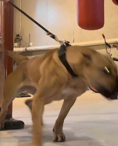 IMPRESSIVE'S SASHA