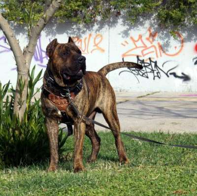 HECTOR