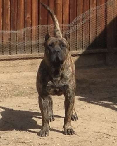 HULK DE BARNACAN BULL