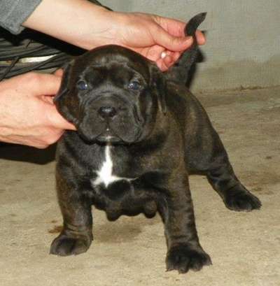 AKIA DE SPARTAN D KENNEL