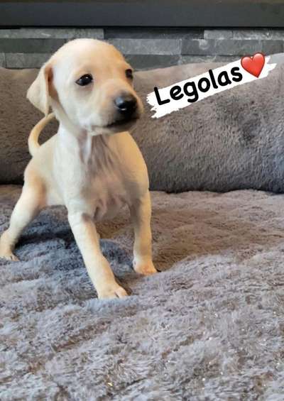Legolas Huntermoon Hounds