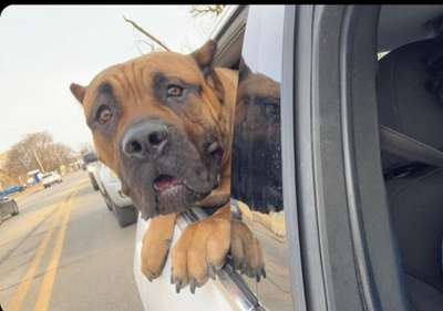 CHICAGO’S GLORY KENNEL BEAR
