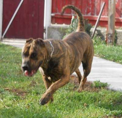 BETTY THE BEST DOGOCAN