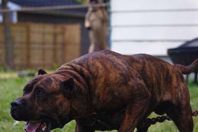CAIN DE AMERICANBULL