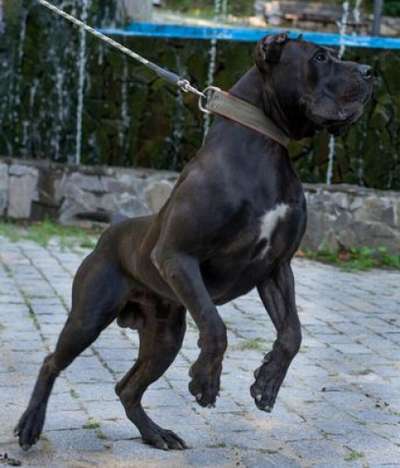 V-TITTO DE MOZACAN BULL