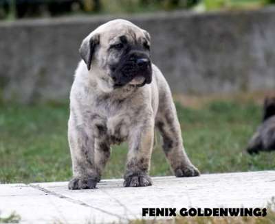 FENIX GOLDENWINGS