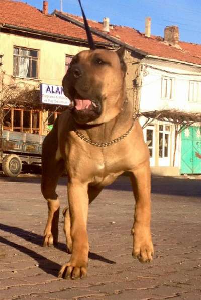 GUAJIRO JR DE IMPERIO PERROS TROYA
