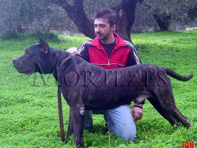 CANARY ISLAND ZICO (IVAN)