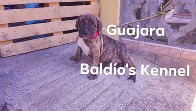 GUAJARA DE BALDíO'S KENNEL