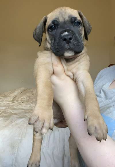 KILO DE V'CANBULL