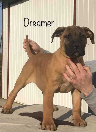 DREAMER DE TIERRA GRANCAN