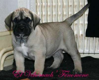 EL VEHEMACH FENOMENE