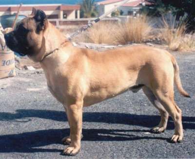 ARICO DE LOS CARDONES