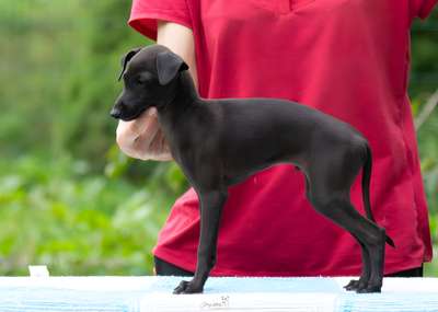 Aigle Noir De Magistris