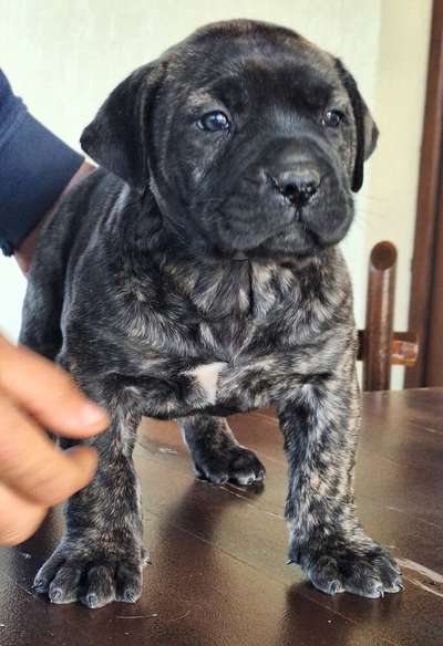 C-ROMA DARIA PRESA CANARIO