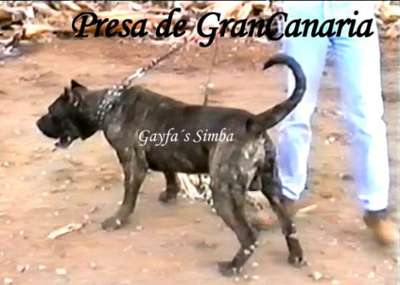 SIMBA DE GAYFA
