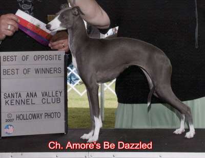 Amore's Be Dazzled