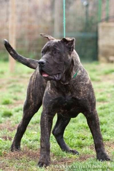 BERKE DE REY GLADIADOR