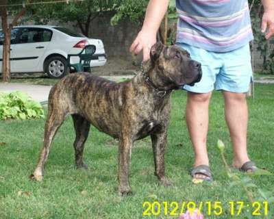 ALFA DE SPARTAN D KENNEL