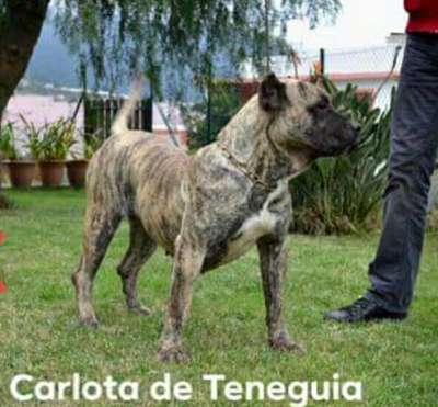 CARLOTA DE TENEGUIA