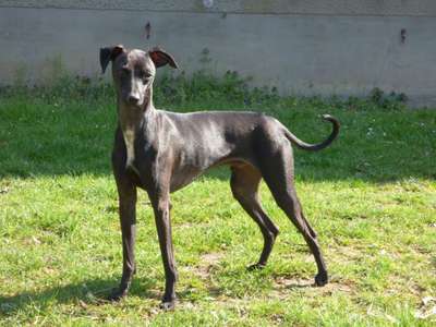 Numerobis Egyptian Prince Des Petites Bouilles D'Eole