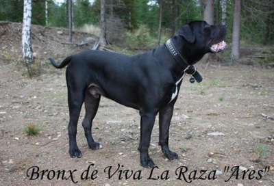 BRONX DE VIVA LA RAZA
