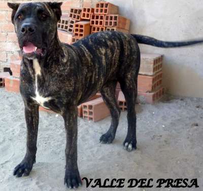 DAKOTA DE VALLE DEL PRESA