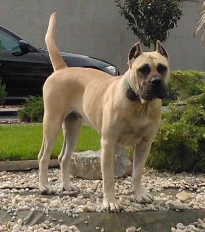 PERROS CANARIOS OROS D'ZELMIRA (MIRA)