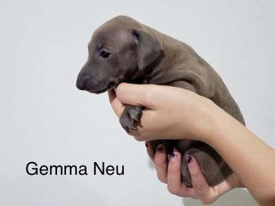 Gemma Neu Tapioca (González)