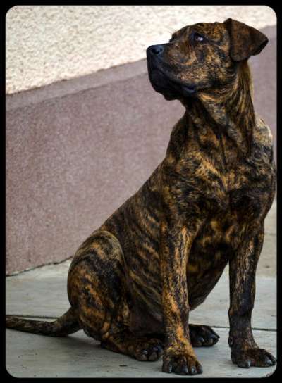 UNO (DE CANARIO DE TRANSILVANIA)