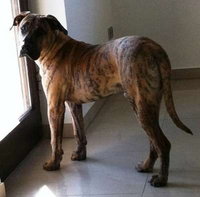 CHICCO DE LA CASA AMISTOSA
