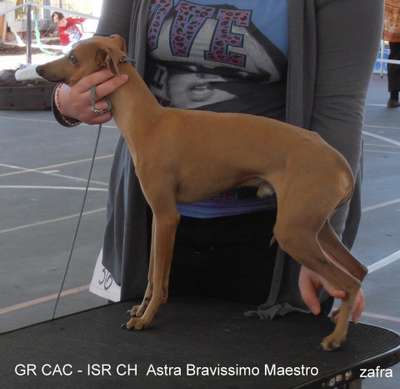 Astra Bravissimo Maestro