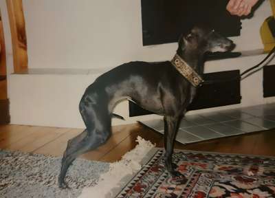 Indian Hill's Idefix