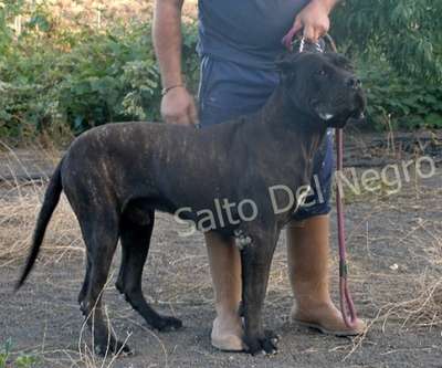 MORO DEL CANARIO