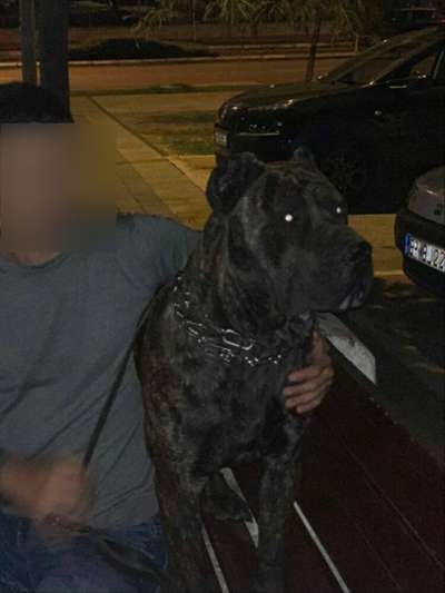 HUGO SICILIA KENNEL