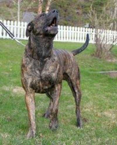 DOCANORS ROSCO
