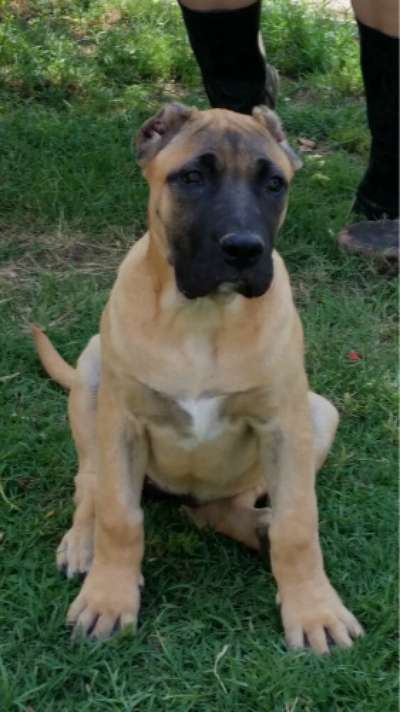 AGUILERA PERROS DE TOROS