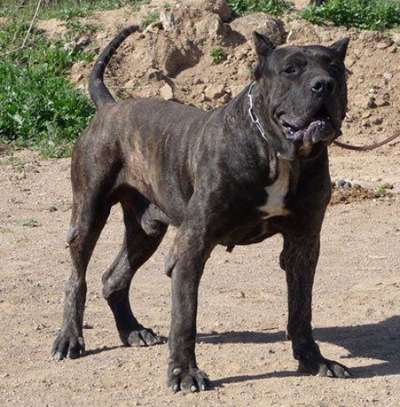 NERON DE TAUCO
