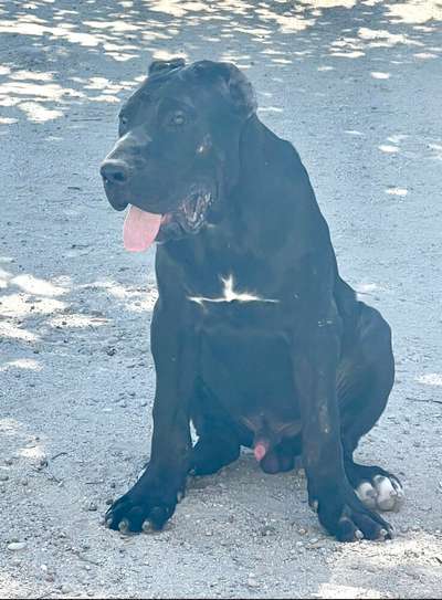 KABUL DE KING ZULU