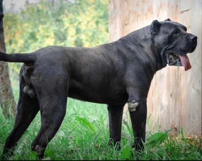 B’MOLOTOV TRANSYLVANIAN LEGACY CANARIO